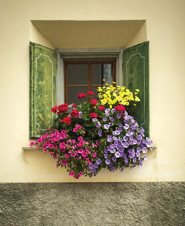 Alpine Life