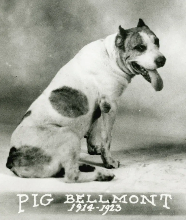 Pig Bellmont 1