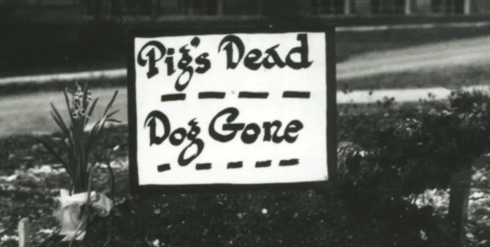 Pig Bellmont 3