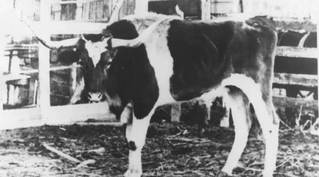 Bevo's the Name
