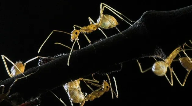 UT Scores $2.7 Million to Study Invasive Species