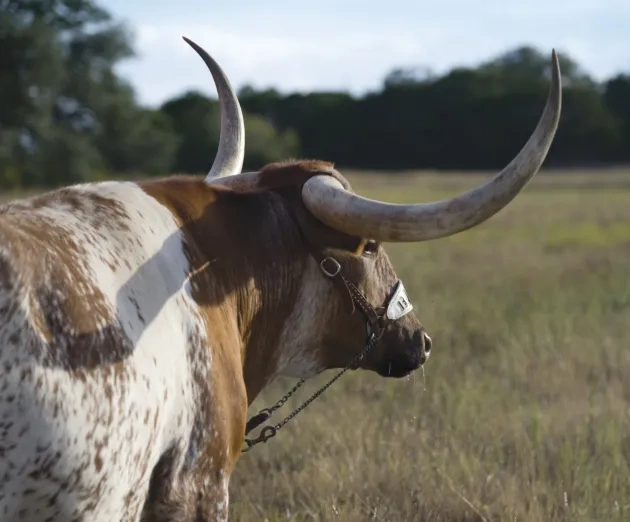 bevo_j8009bs-Web
