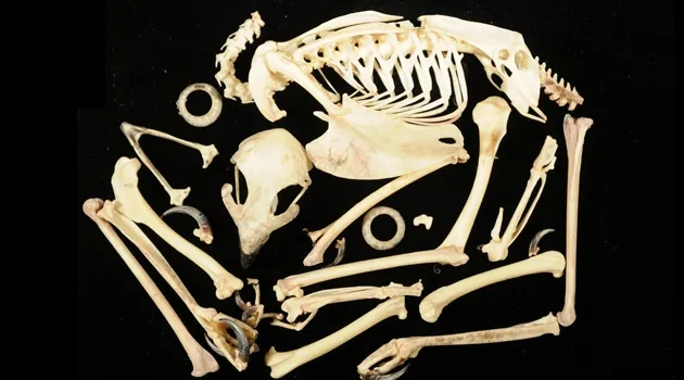 Skeletons in the Closet: Inside UT's Creepiest Lab